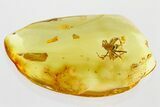 Detailed Fossil Spider (Araneae) In Baltic Amber #367338-1